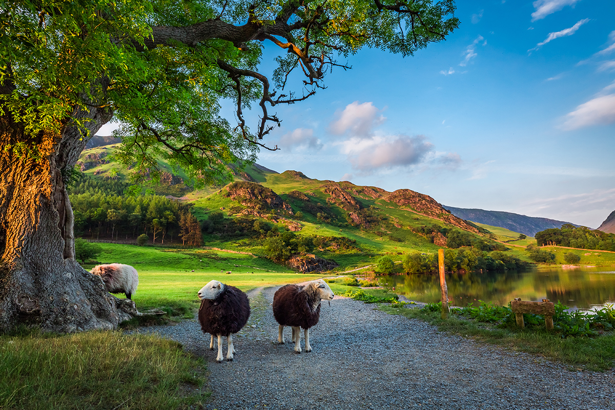 Two curious sheep on a track at sunset in the Lake District, England